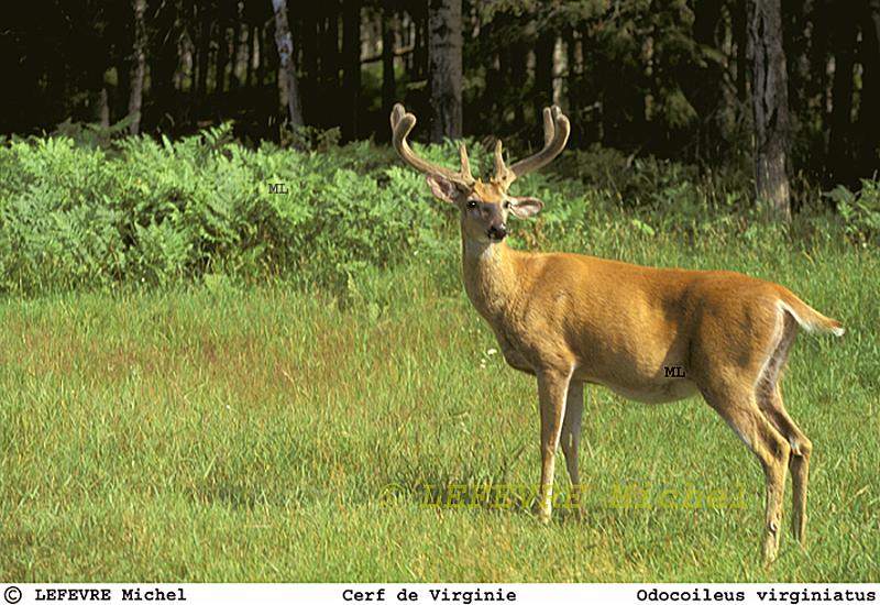 208 Cerf de Virginie.jpg - Cerf de Virginie - Odocoileus virginiatus - Quebec - Canada